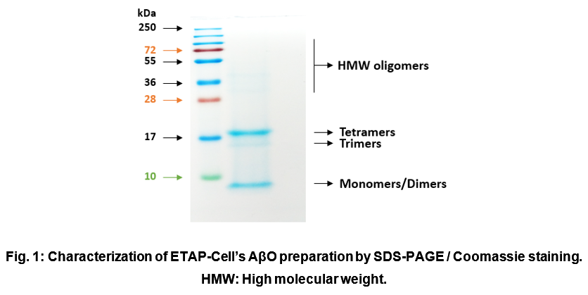 Characterization of ETAP-Cell’s AβO preparation by SDS-PAGE / Coomassie staining.