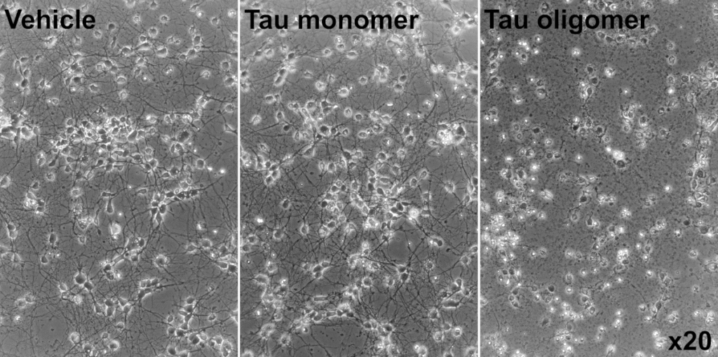 Tau oligomer toxicity – our first data! – tau monomer vs oligomer pub x