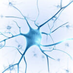 3d rendered illustration of a nerve cell