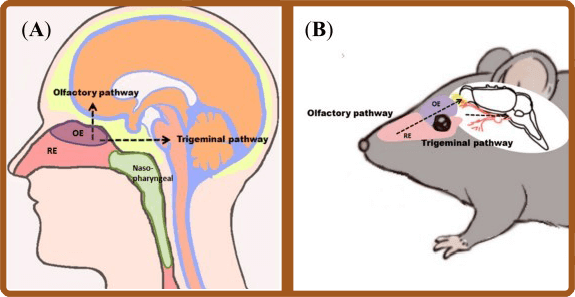 NEWS for CNS Department – illustration