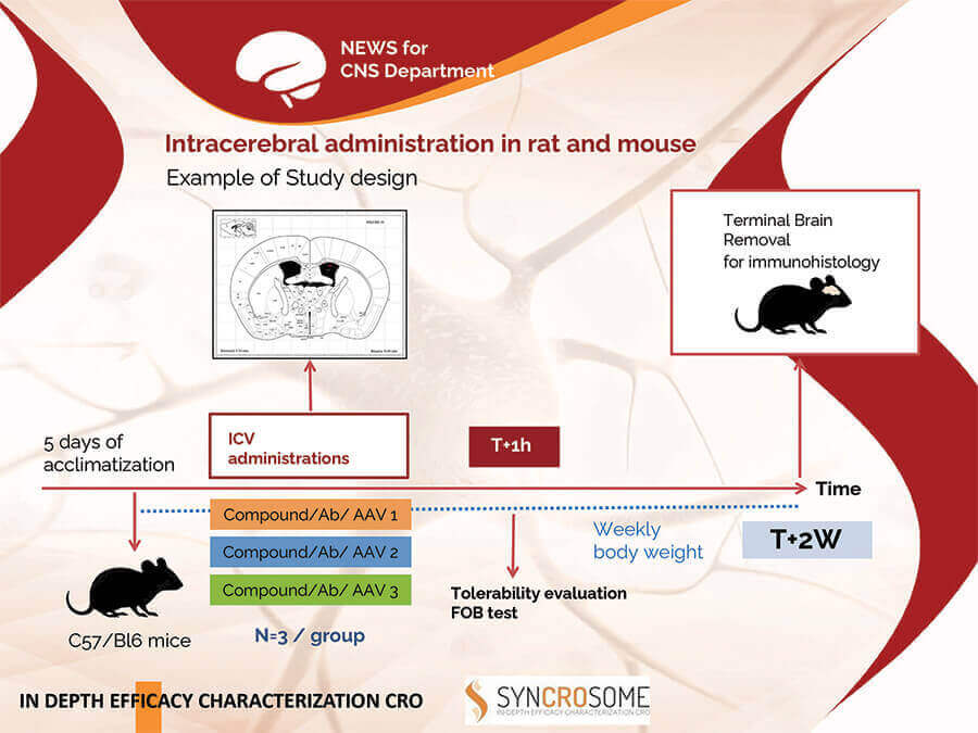 Intracerebral administration in rat and mouse – schema icv rodent