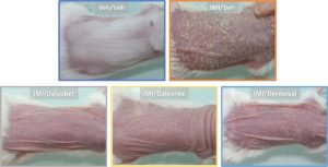 Mice groups by topical treatment, representative photographs taken at the end of the experiment