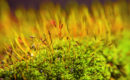 Bryophyte