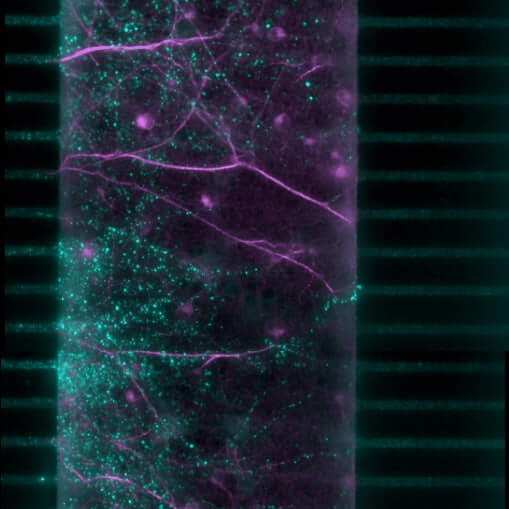 in vitro brain on chip result