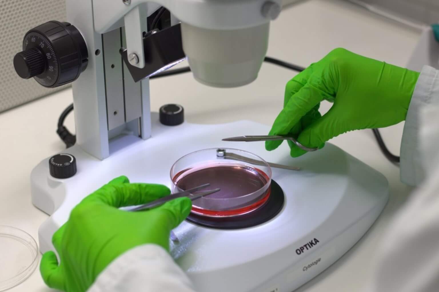 microscopy and scientist