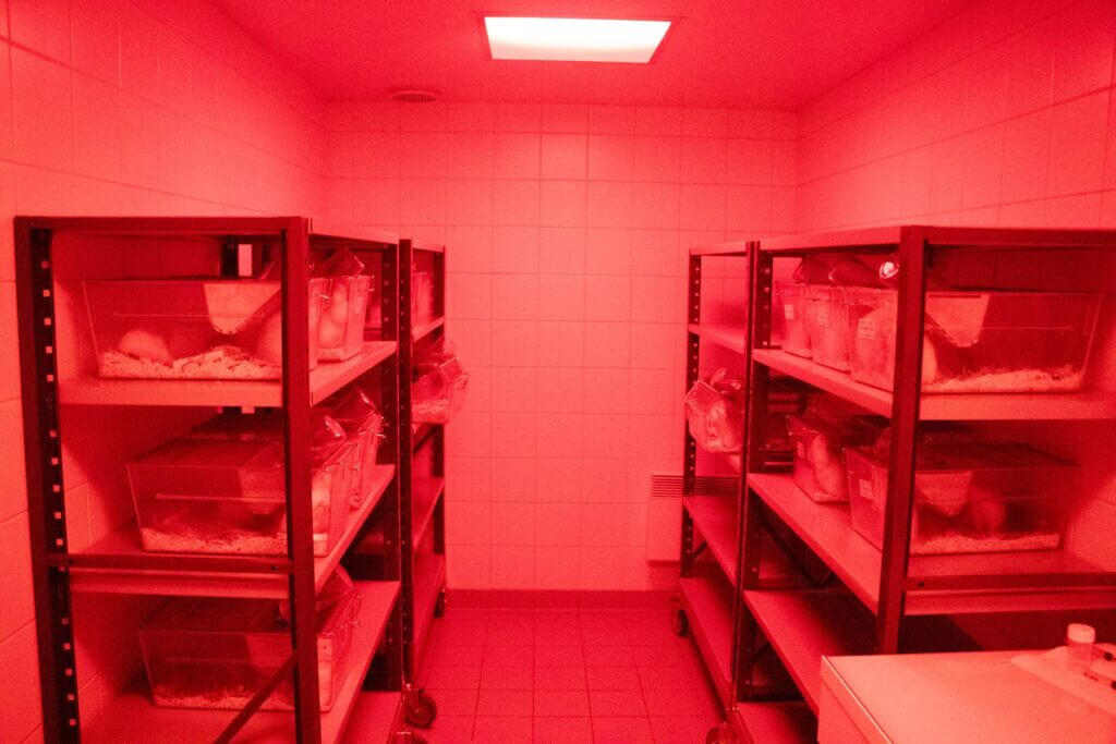 red light animal room