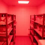 red light animal room