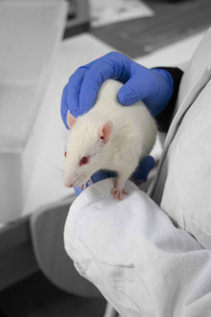 ethics at lab, rat on technician hands