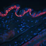 fluorescence cytokines marks skin