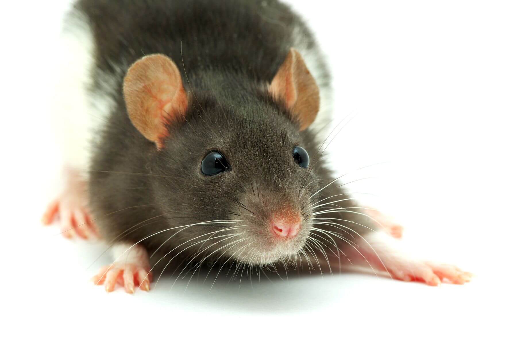 Commitments – etap lab ethical comitment