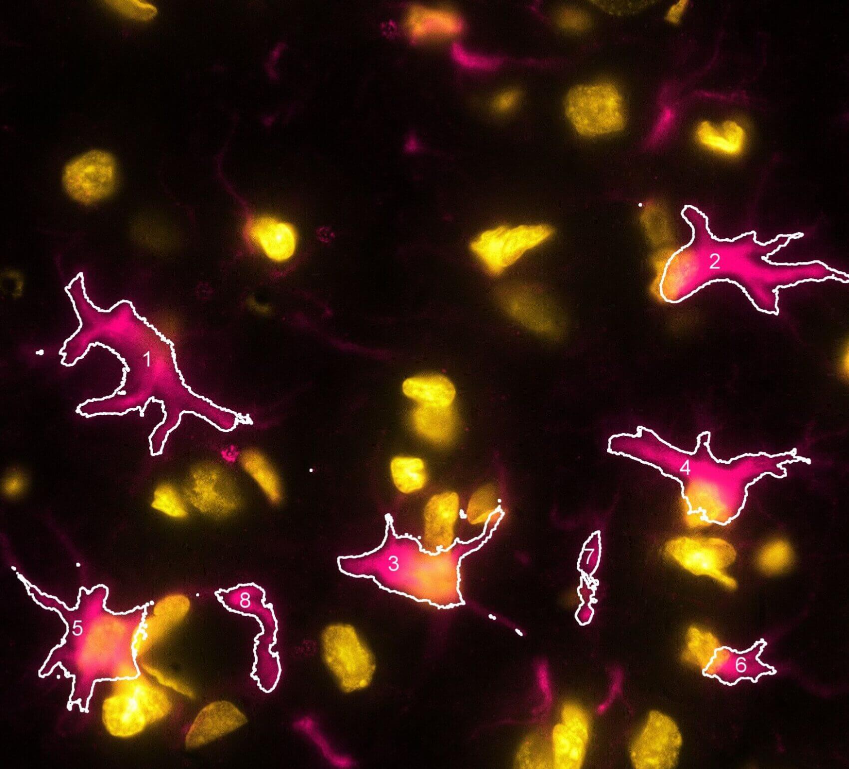 Accueil – page accueil nos domaines expertises precliniques bxp photo pour vignette dans bandeau roi e