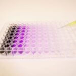 bioassay Colorimetric Immunoassay purple