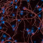 high content imaging of in vitro results