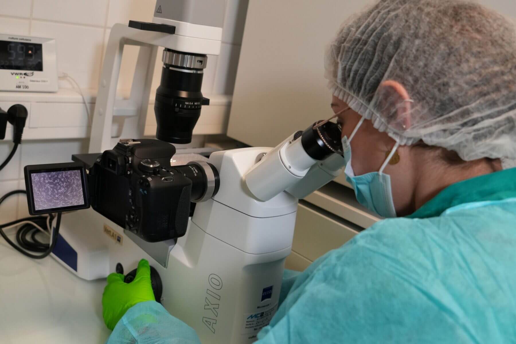 technician working at in vitro culture lab on microscopy