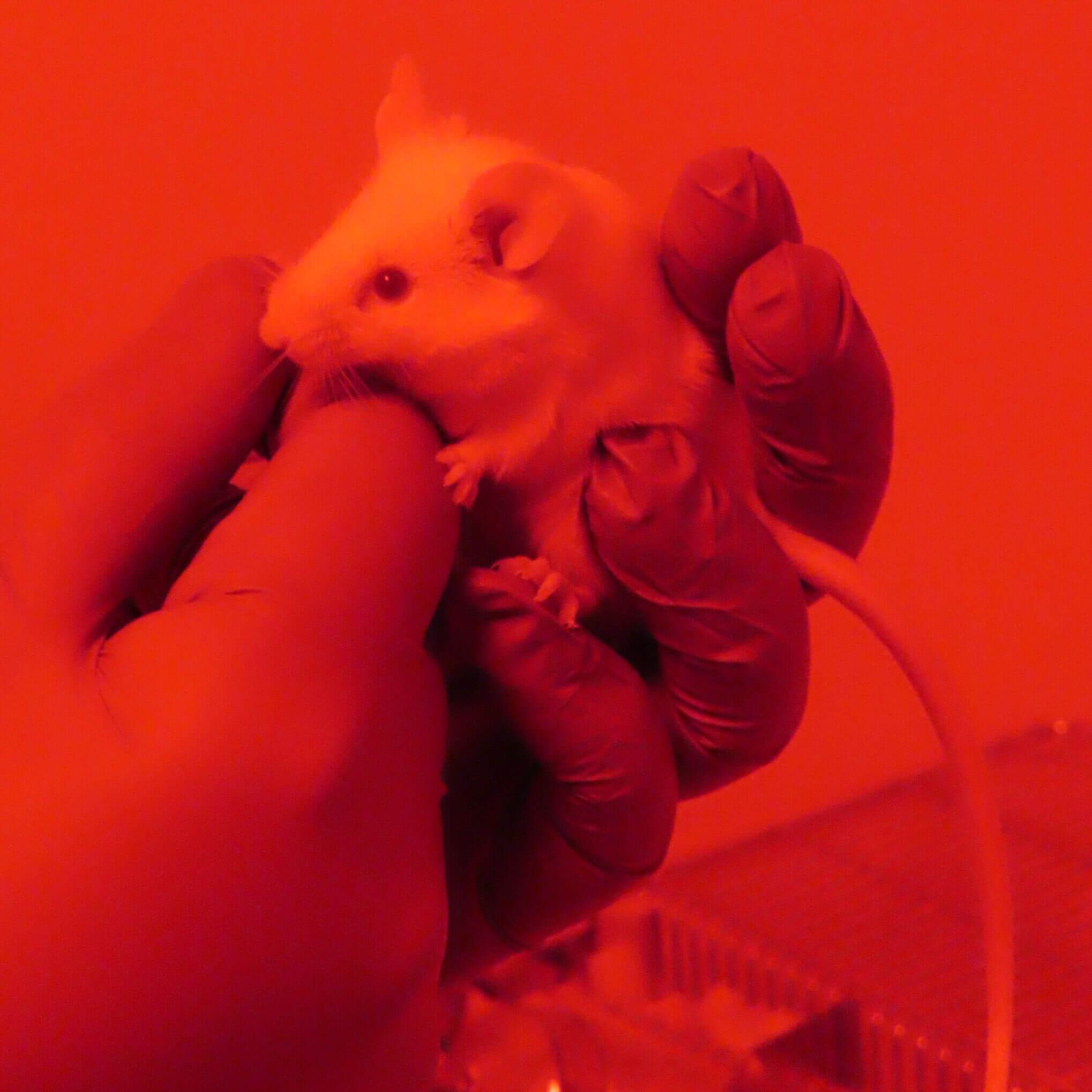 behavioral evaluation of a mice with red light room