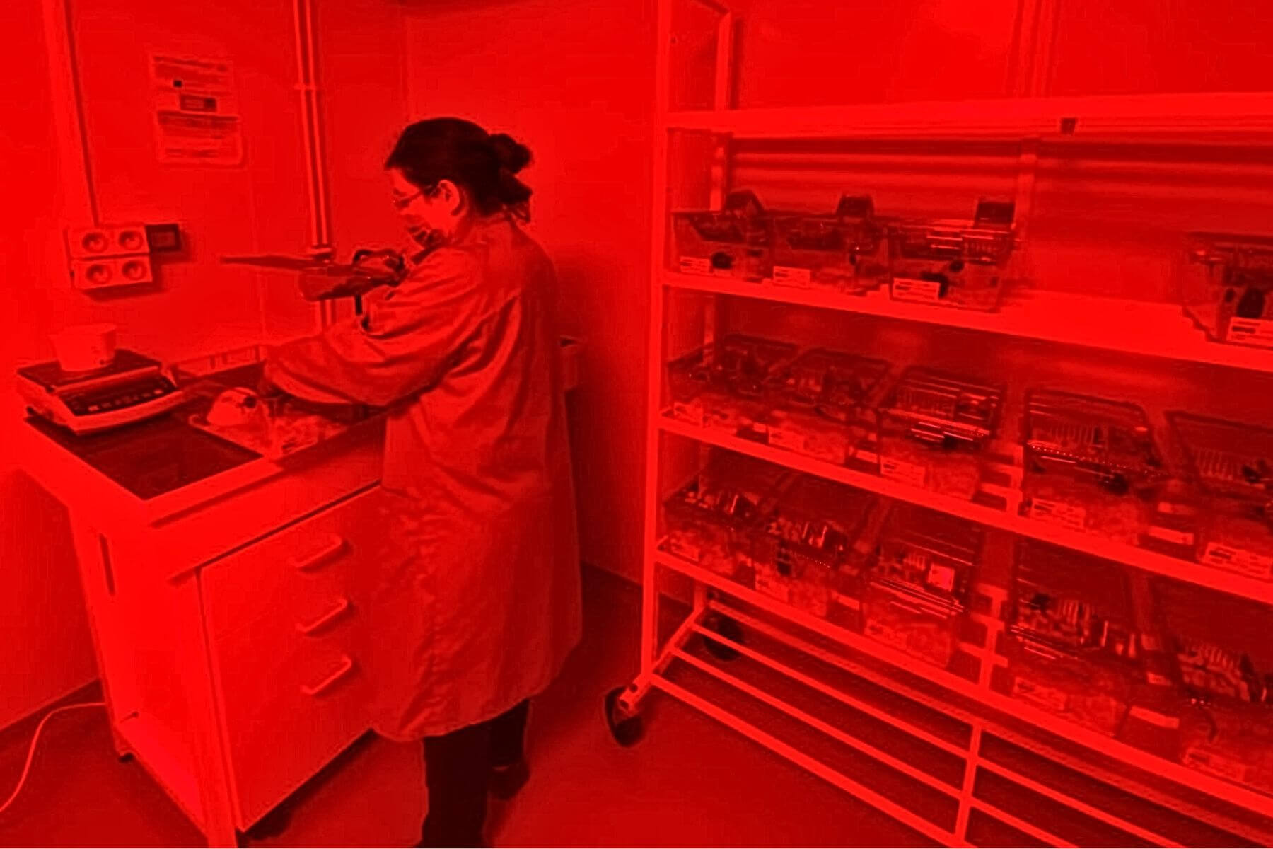 Technician operating in in vivo lab with red light