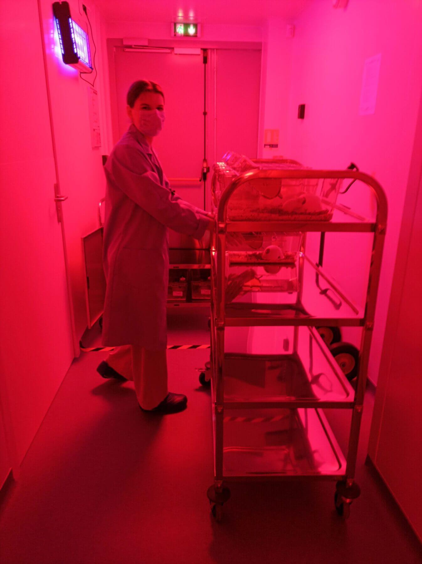 invivo-animal-housing in red light with lab technician