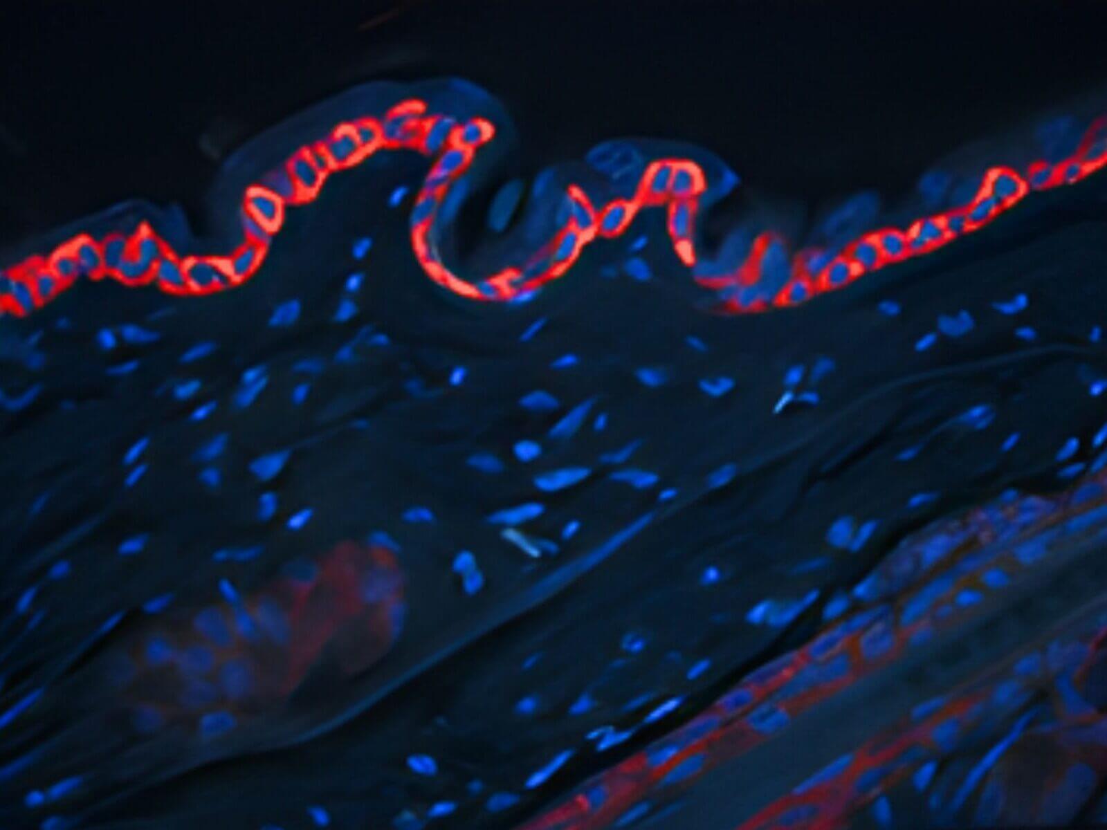invivo-skin-cytokines results fluorescent